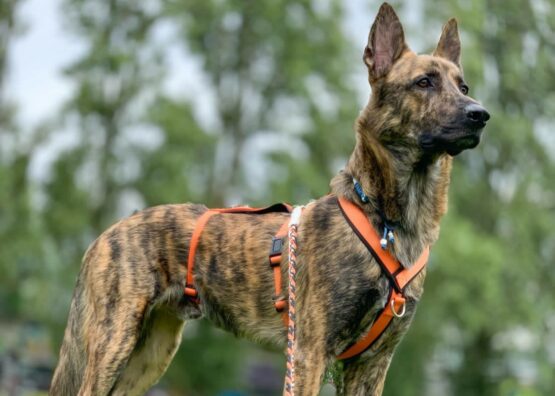 whippet greyhound harness