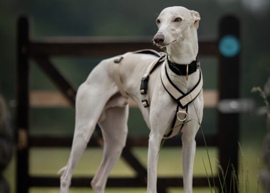 whippet greyhound harness