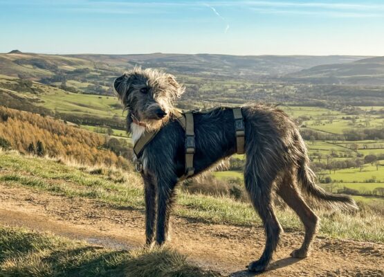 whippet greyhound harness