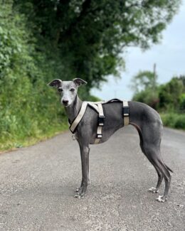 whippet greyhound harness