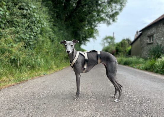 whippet greyhound harness