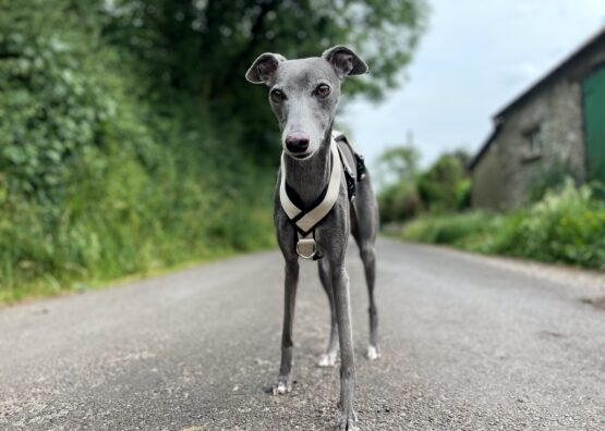 whippet greyhound harness