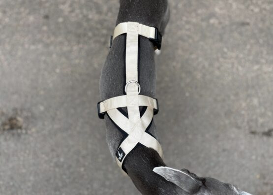 whippet greyhound harness
