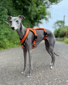 whippet greyhound harness