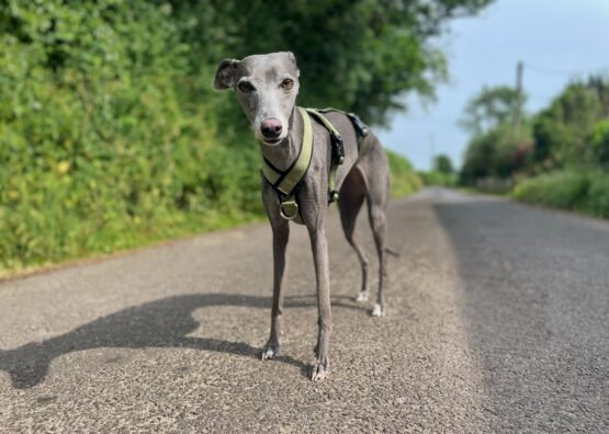 Olive Triple Strap 2 Point Whippet Greyhound Harness - Image 2