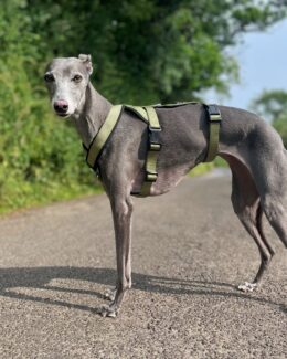 whippet greyhound harness