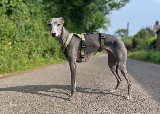 whippet greyhound harness