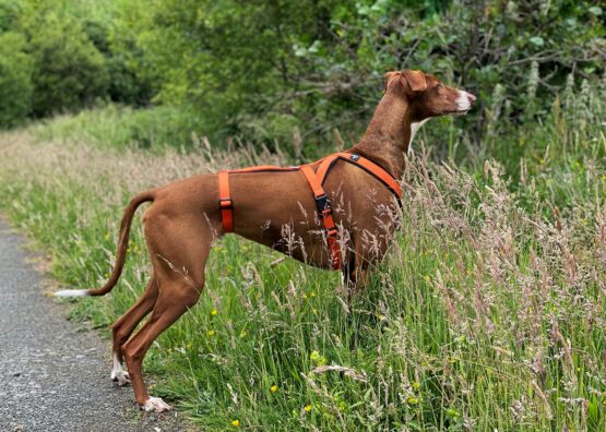 whippet greyhound harness