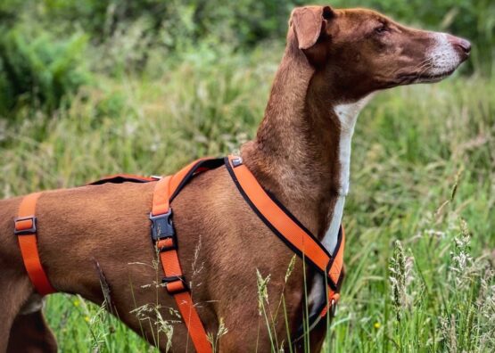whippet greyhound harness