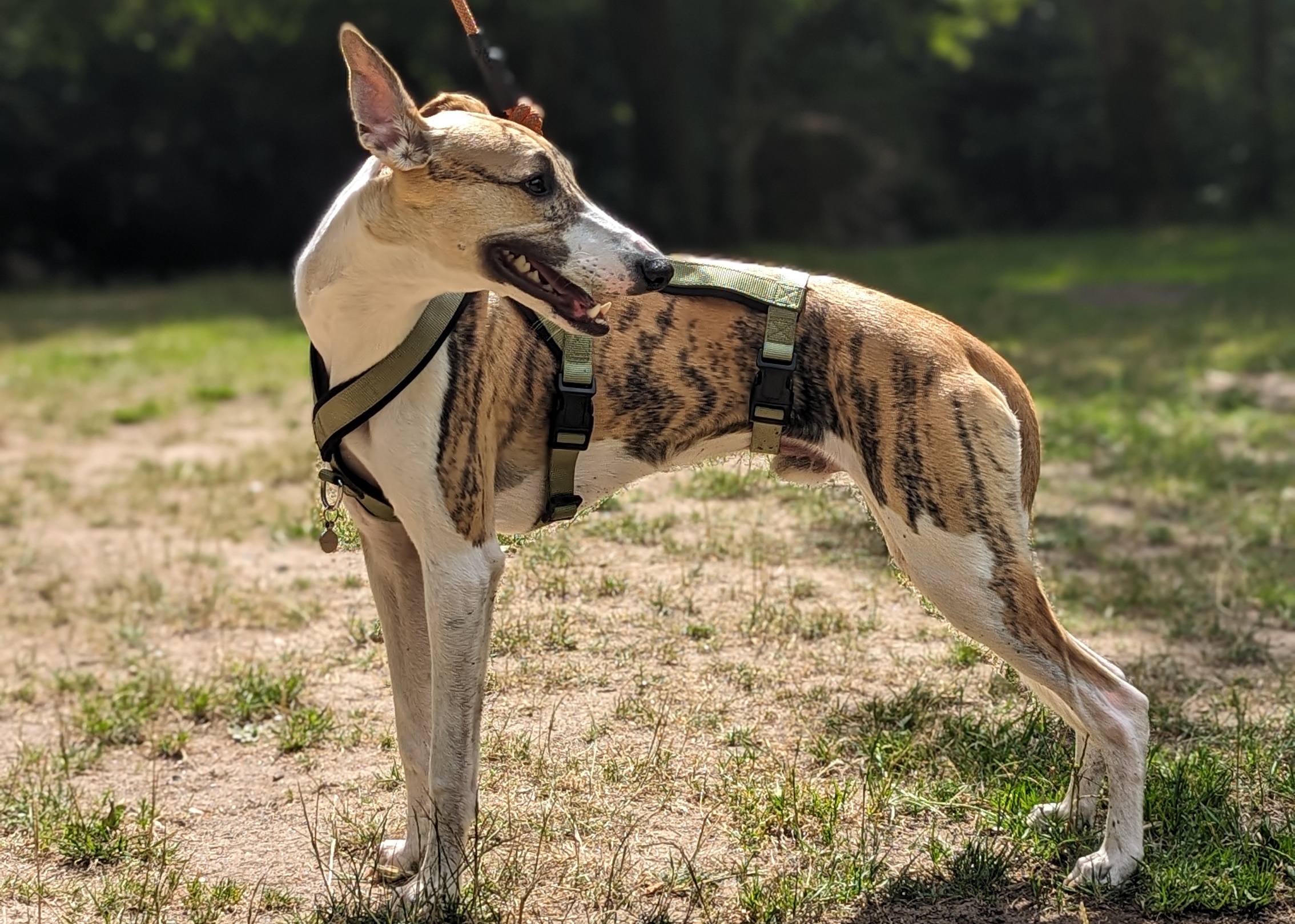 Olive Triple Strap 2 Point Whippet Greyhound Harness Italian Lurcher