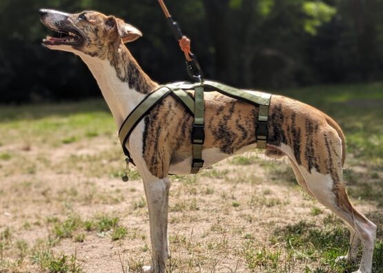 whippet greyhound harness