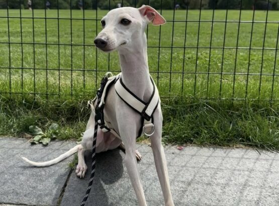 whippet greyhound harness