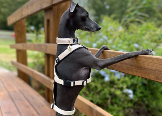 whippet greyhound harness