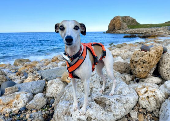 whippet greyhound harness