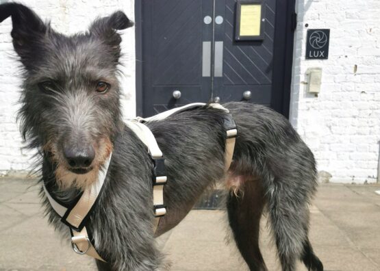 whippet greyhound harness