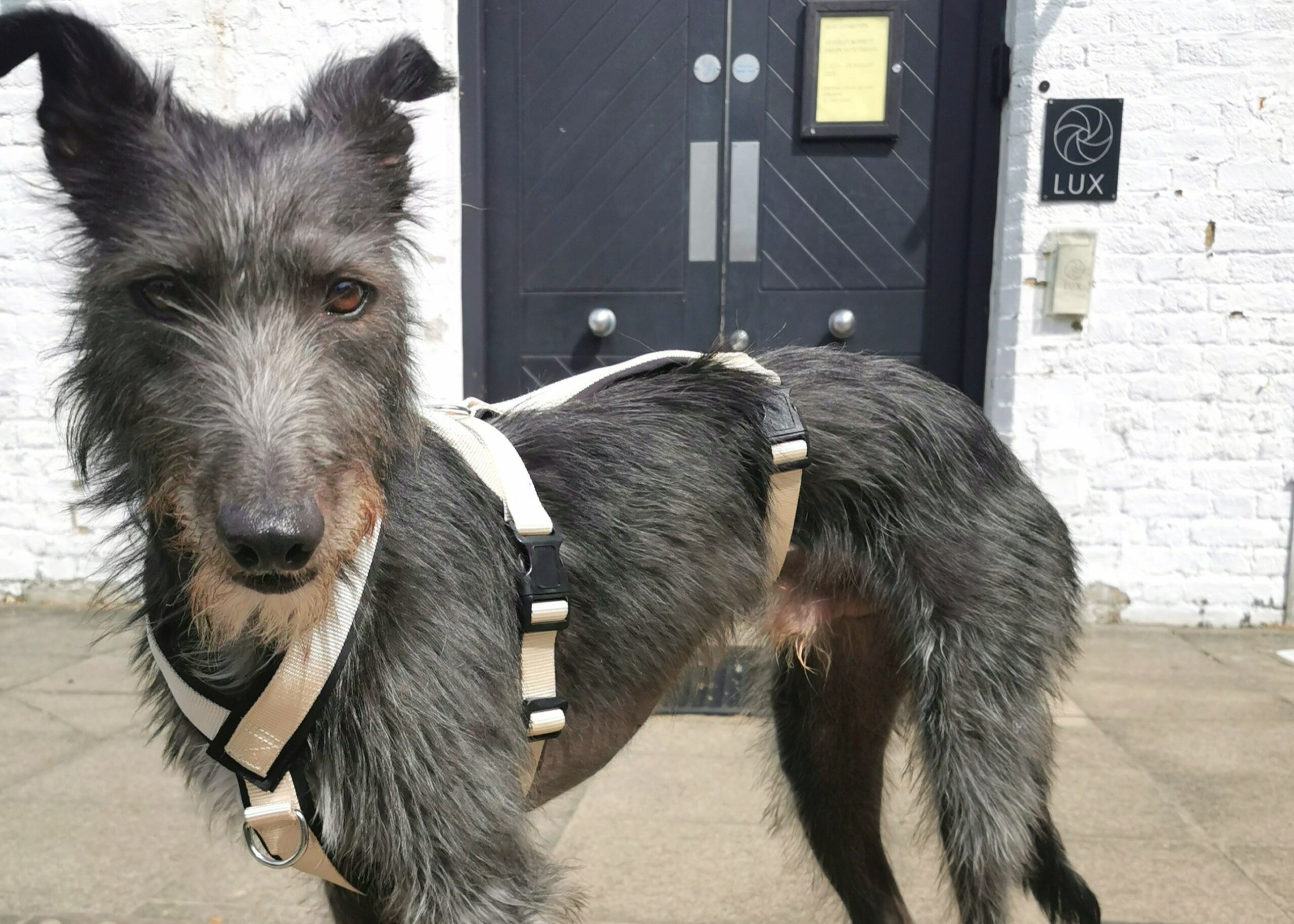 Taupe Triple Strap 2 Point Whippet Greyhound Harness Italian Lurcher