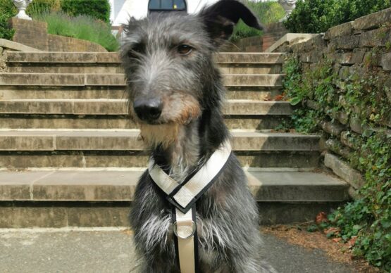 whippet greyhound harness
