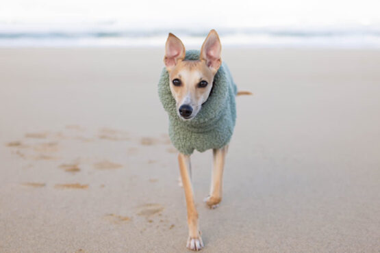 whippet greyhound jumper