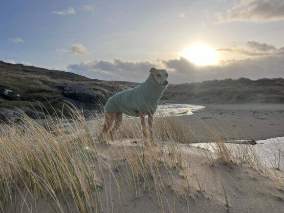 whippet greyhound jumper