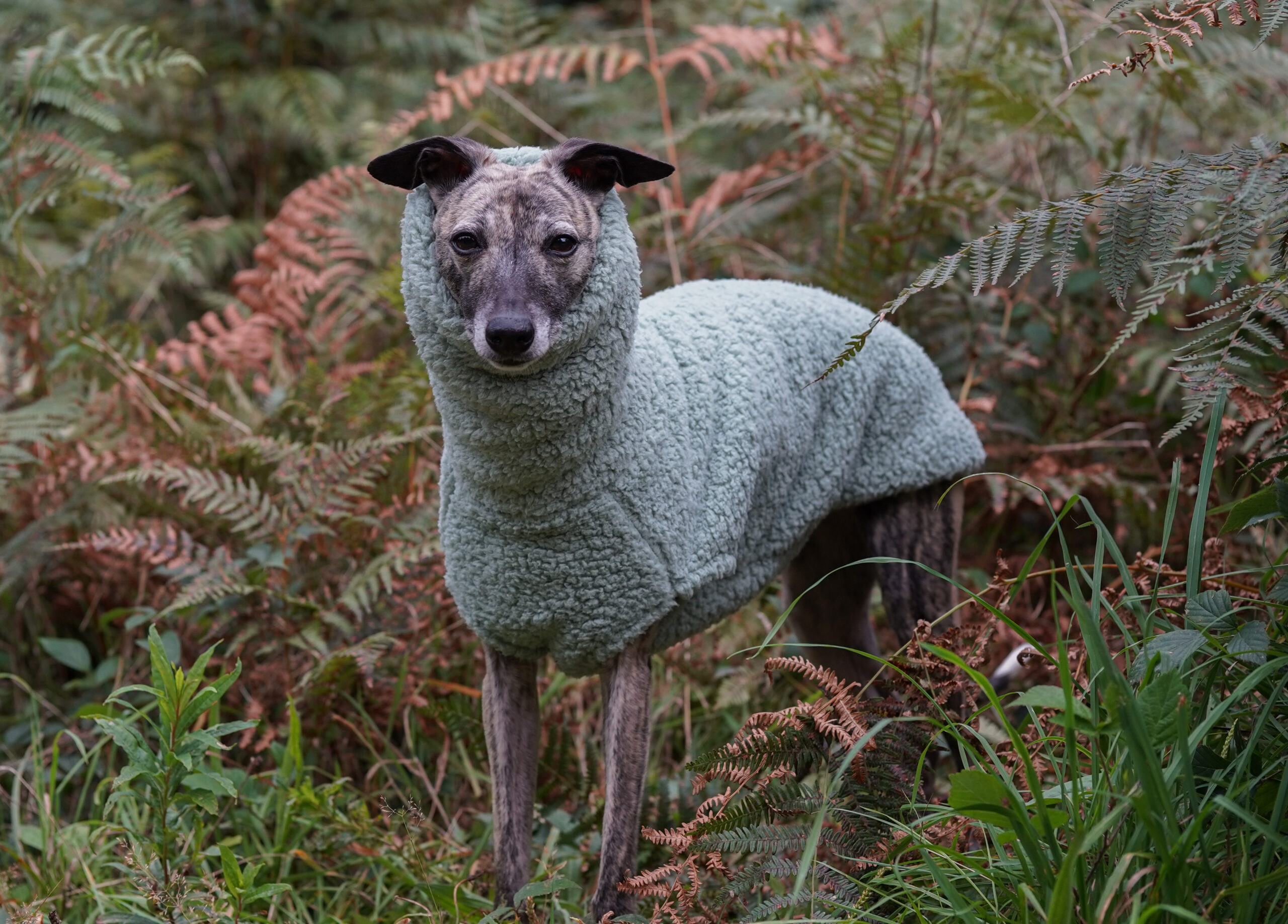 Italian greyhound in jumper hotsell