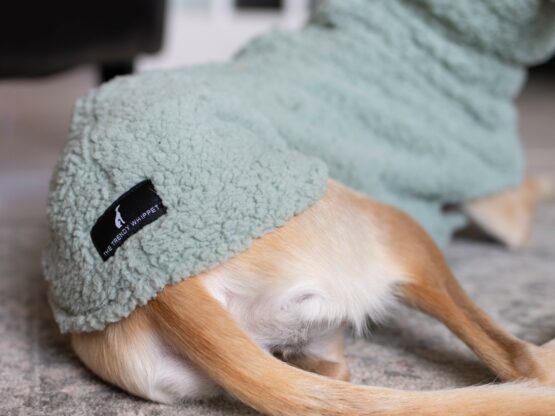 whippet greyhound jumper