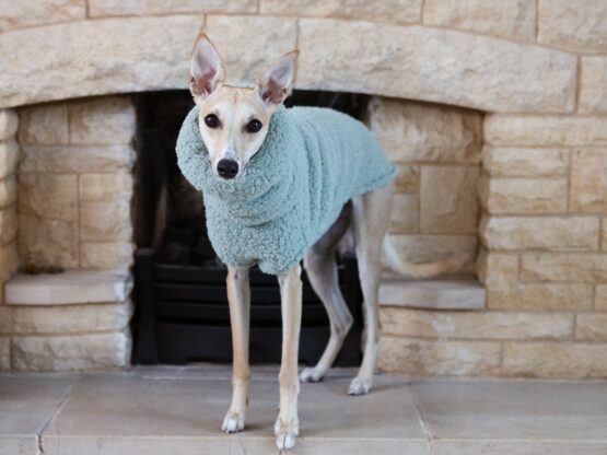 whippet greyhound jumper