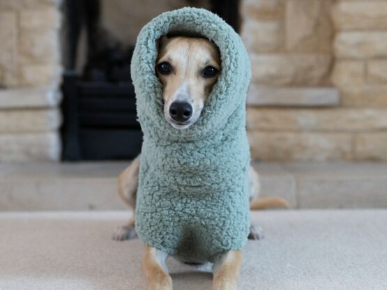 whippet greyhound jumper
