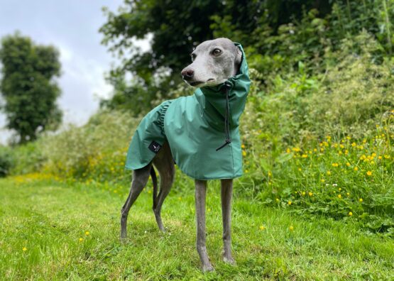 whippet greyhound coat