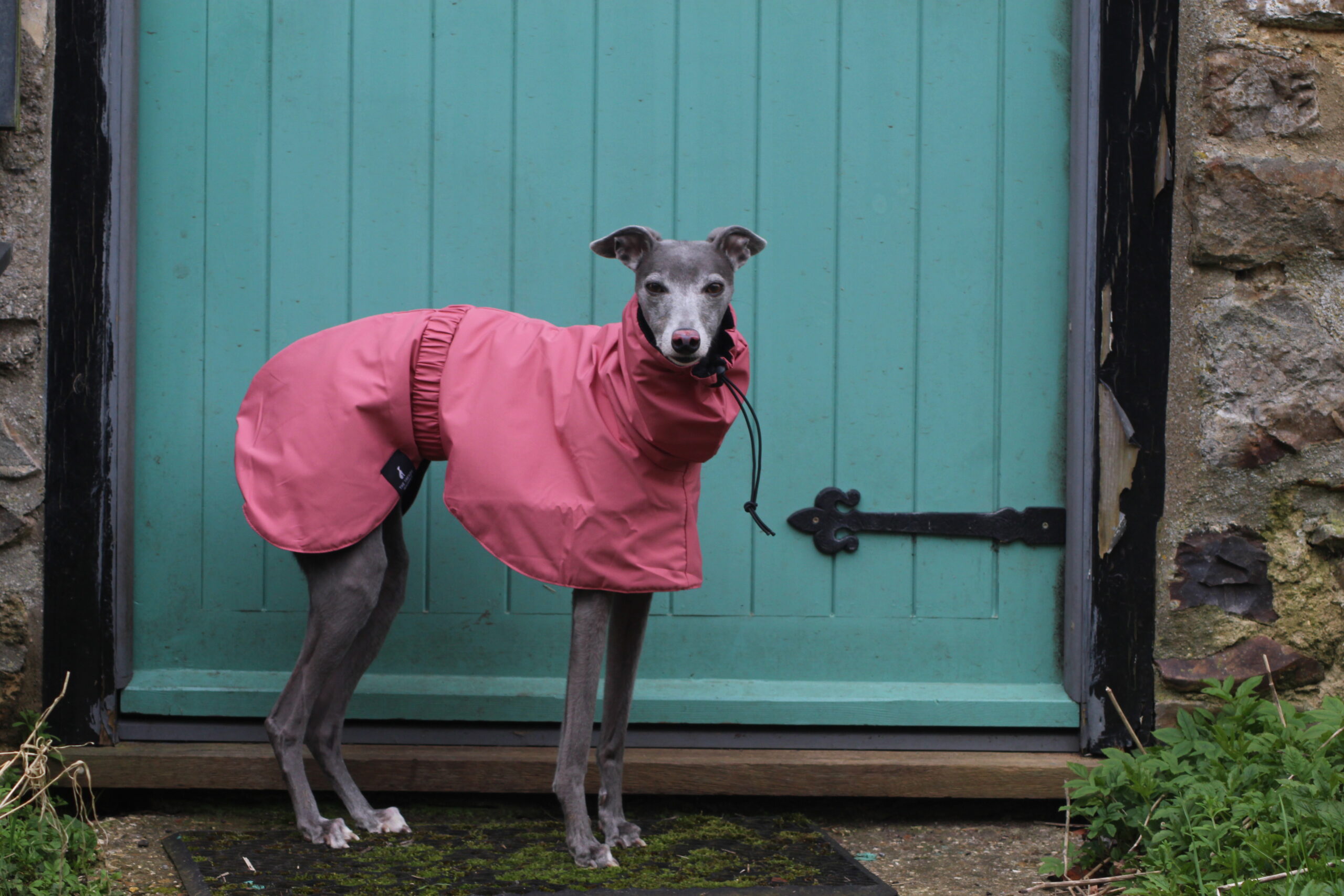 Greyhound summer coats outlet