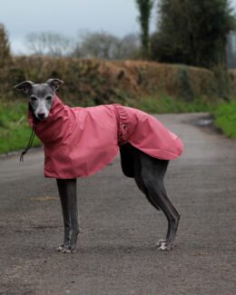 whippet greyhound coat