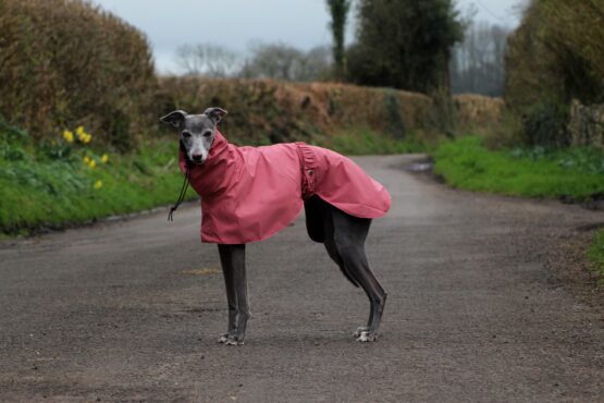 whippet greyhound coat