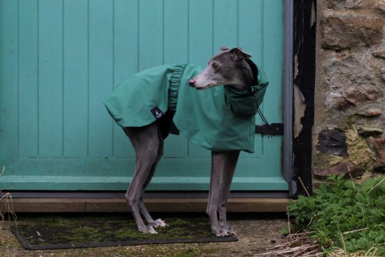 whippet greyhound coat