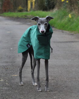 whippet greyhound coat