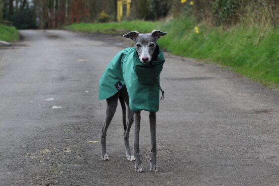 whippet greyhound coat
