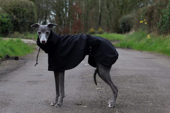 whippet greyhound coat