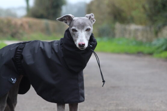 whippet greyhound coat