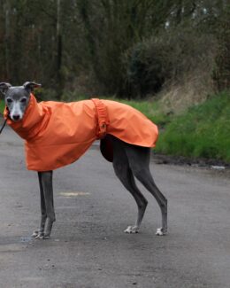 whippet greyhound coat