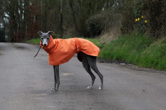 whippet greyhound coat