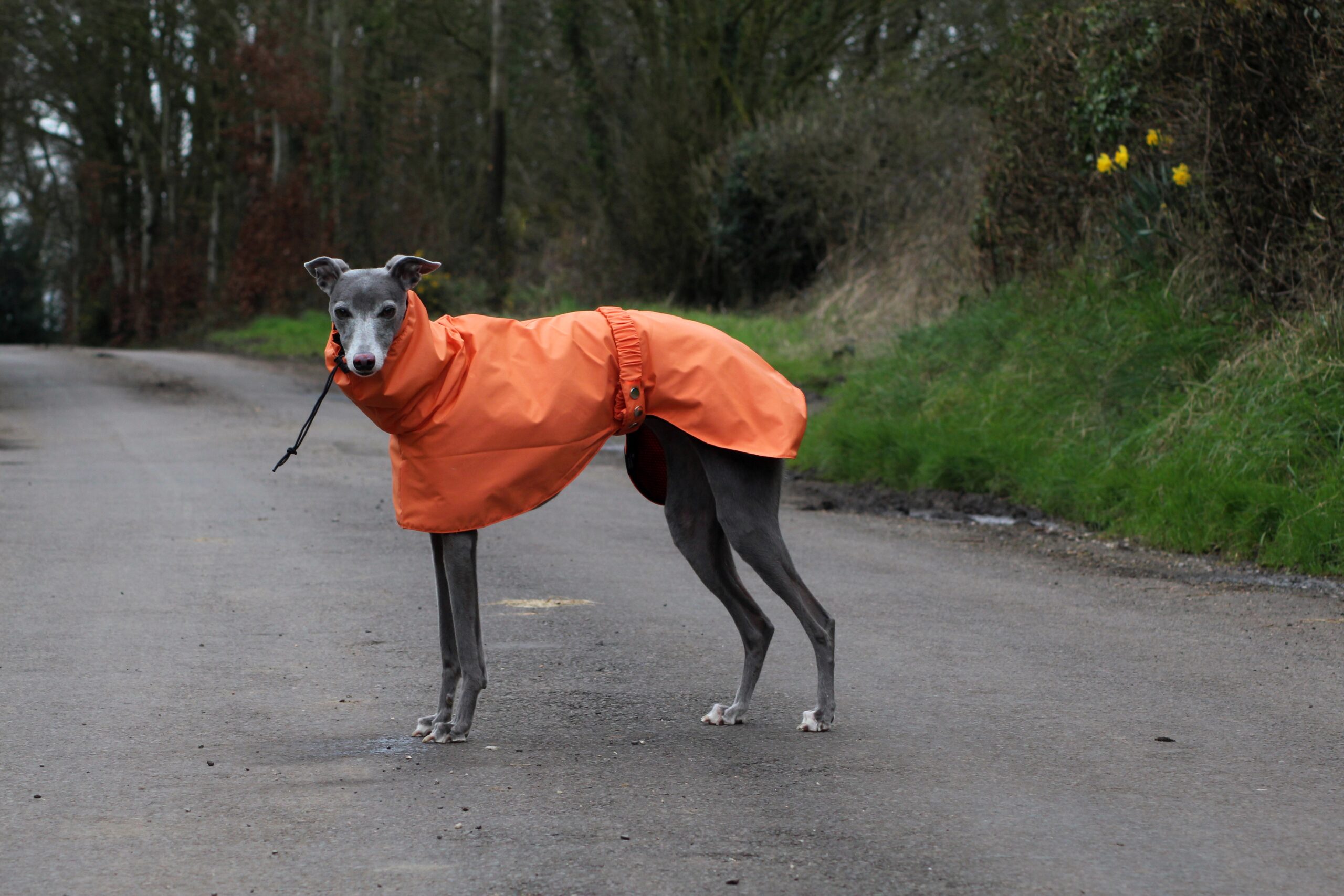 Lurcher raincoat shop