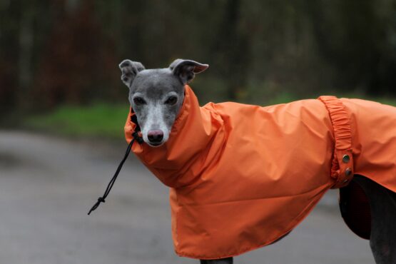 whippet greyhound coat