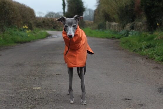 whippet greyhound coat