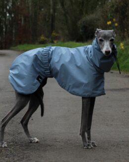 whippet greyhound coat