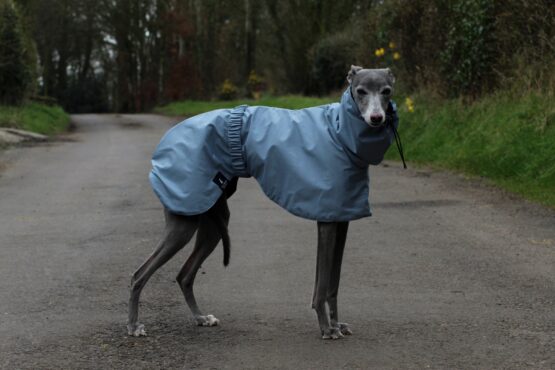 whippet greyhound coat