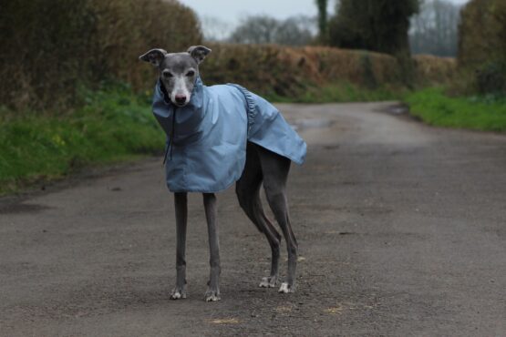 whippet greyhound coat
