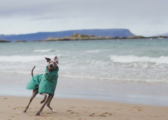 whippet greyhound coat