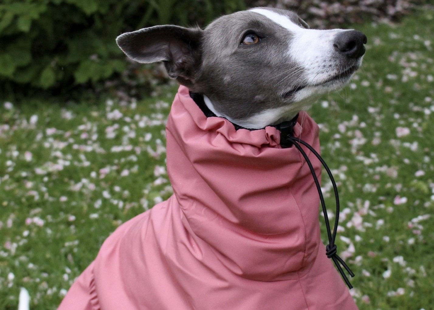 Pink Rain Mac Coat for Whippet Italian Greyhound Lurcher