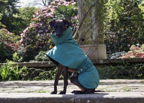whippet greyhound coat