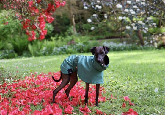 whippet greyhound coat