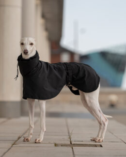 whippet greyhound coat