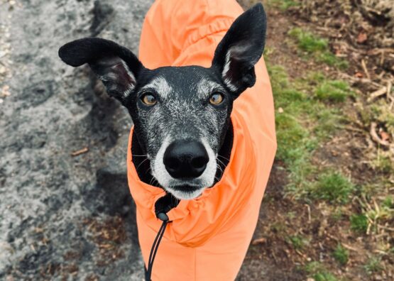 whippet greyhound coat
